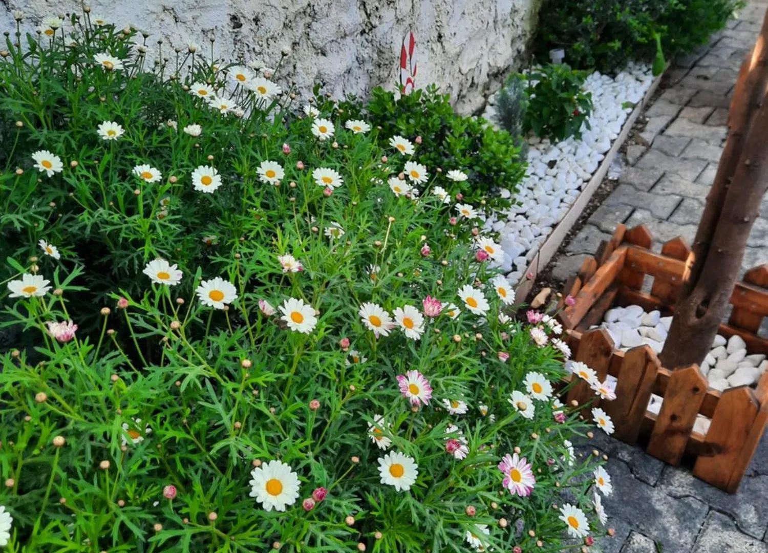 Lejlighed Tirana Bloom Villa&Apartments